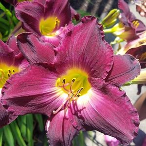 Meet your Posher, Tyesha